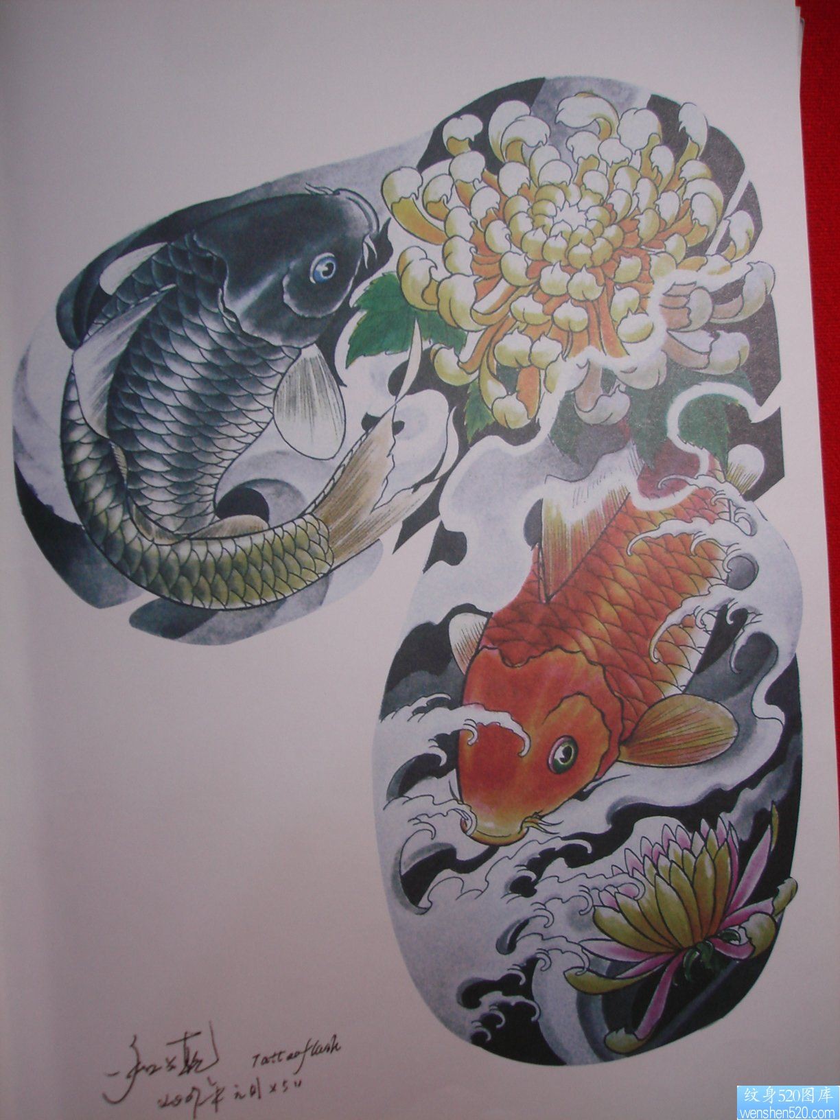 点击大图看下一张：一幅半甲鲤鱼菊花纹身手稿