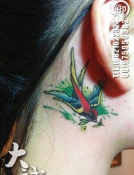 女人耳部漂亮的彩色小燕子纹身图片