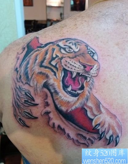 点击大图看下一张:肩部彩色撕皮老虎纹身
