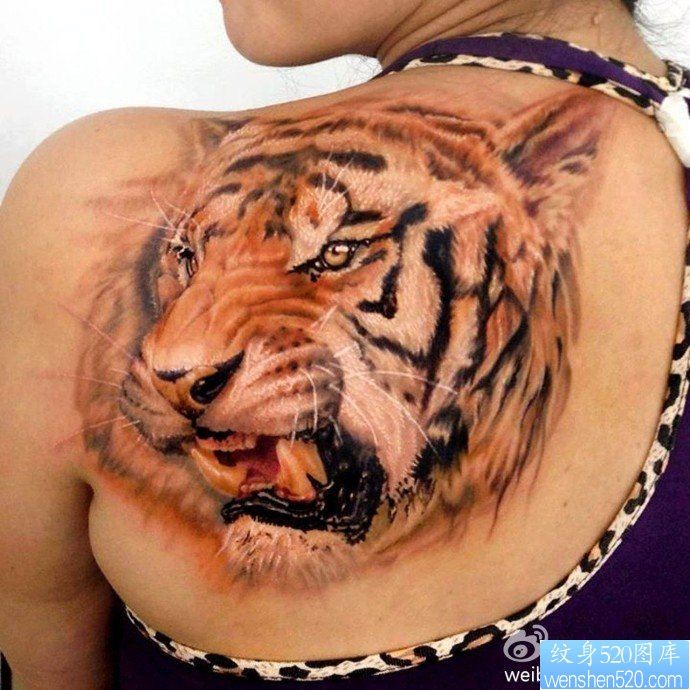 点击大图看下一张：一幅女人肩部老虎纹身图片有纹身520图库推荐