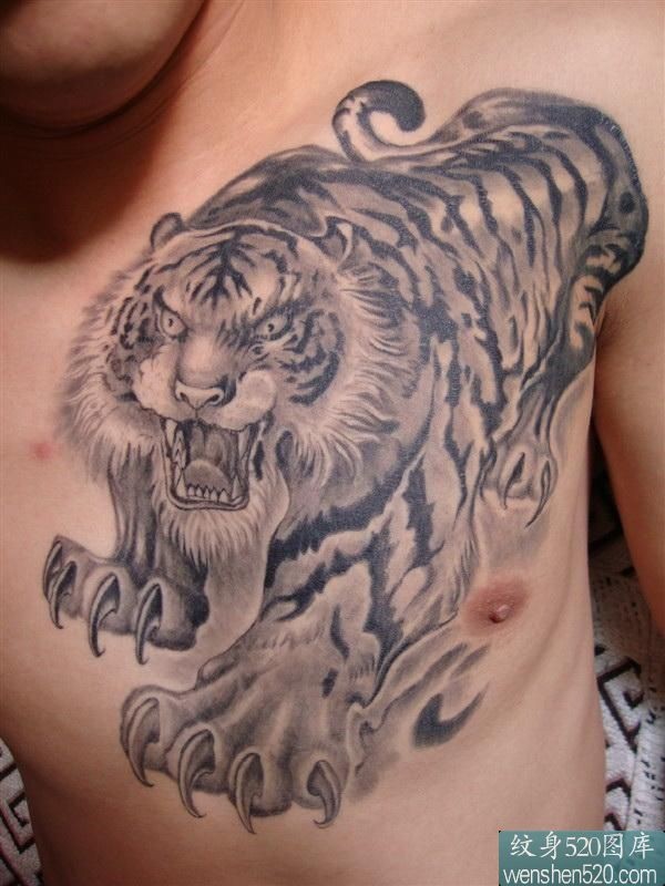 点击大图看下一张：男性胸前的凶猛老虎纹身图片