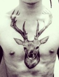 胸部帅气的鹿纹身