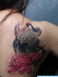女孩子肩部一幅白鹤纹身图片