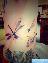 男孩子腹部彩色小蜻蜓纹身图片