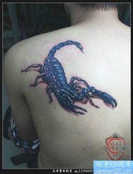 男性肩背经典的蝎子纹身图片