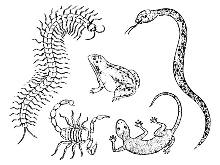 点击大图看下一张：蜈蚣、蝎子、青蛙、蜥蜴、蛇纹身手稿