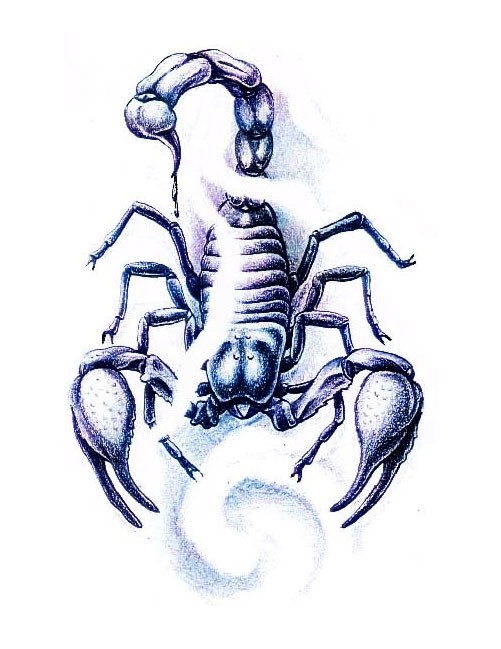 点击大图看下一张：帅气好看的蝎子手稿图2