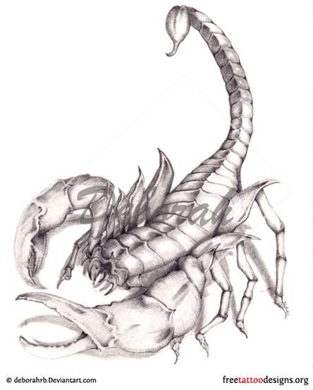 点击大图看下一张：帅气时尚的蝎子纹身手稿图4