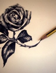 唯美漂亮的玫瑰手稿