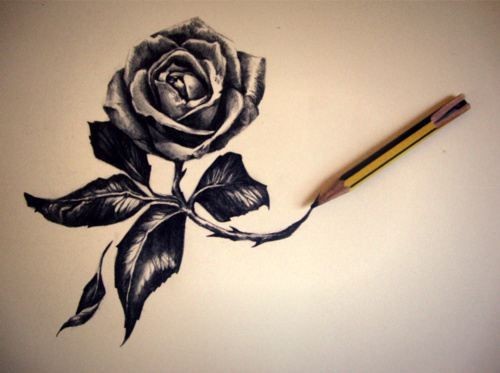 点击大图看下一张：唯美漂亮的玫瑰手稿