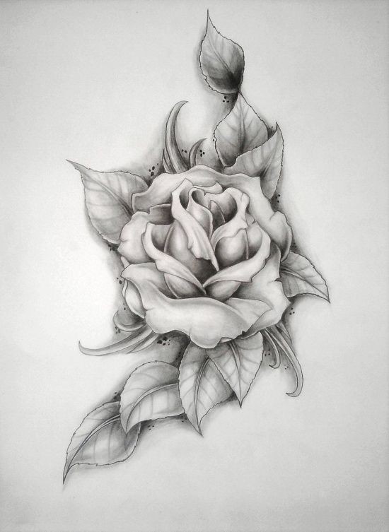 点击大图看下一张：唯美漂亮的玫瑰手稿图4