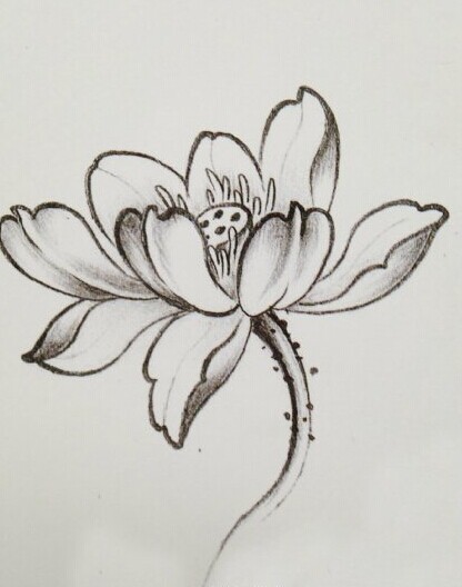 点击大图看下一张：清新唯美的莲花手稿图8