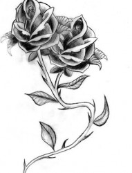 漂亮唯美的玫瑰手稿