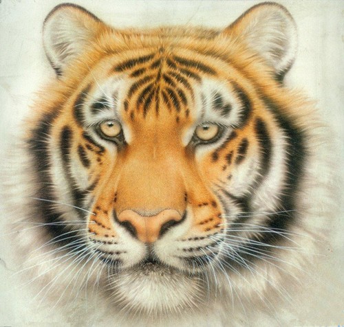 点击大图看下一张：老虎纹身手稿欣赏图5