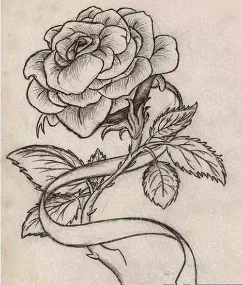 点击大图看下一张：娇艳玫瑰纹身手稿欣赏图4