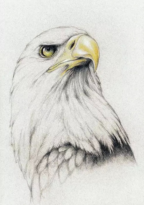 点击大图看下一张：展翅高飞的雄鹰纹身手稿集图2