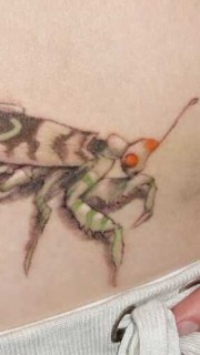 腹部个性的螳螂纹身图案