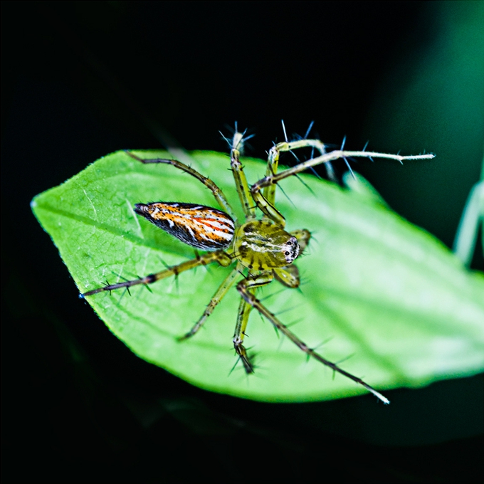点击大图看下一张：夏季昆虫高清摄影