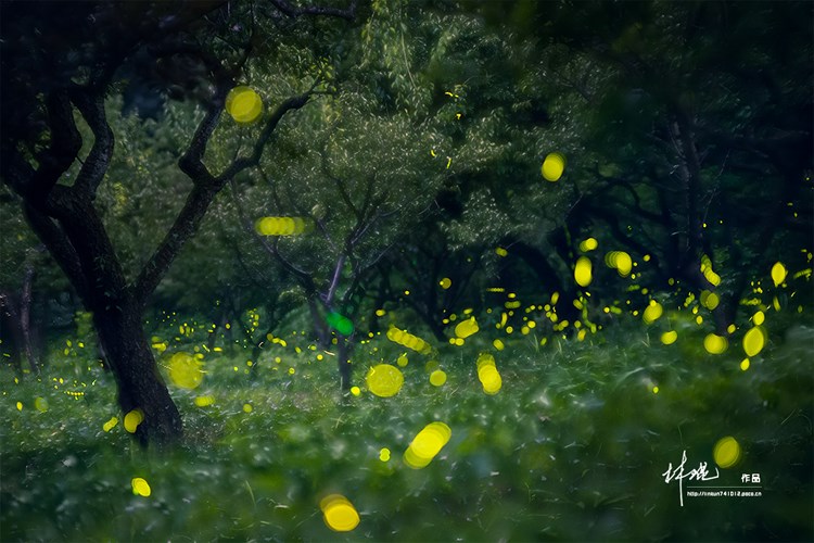 点击大图看下一张：仲夏夜之梦暗夜的精灵