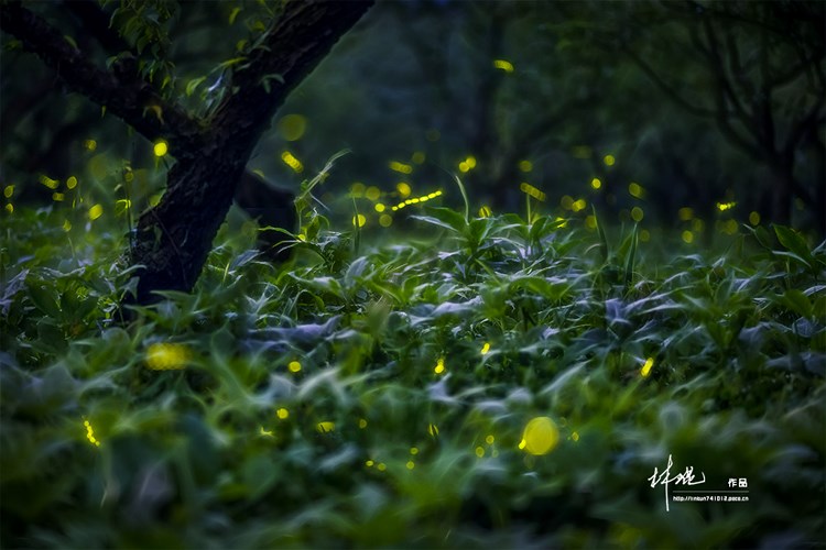 点击大图看下一张：仲夏夜之梦暗夜的精灵