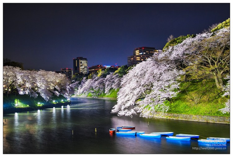 点击大图看下一张:花明夜樱日本