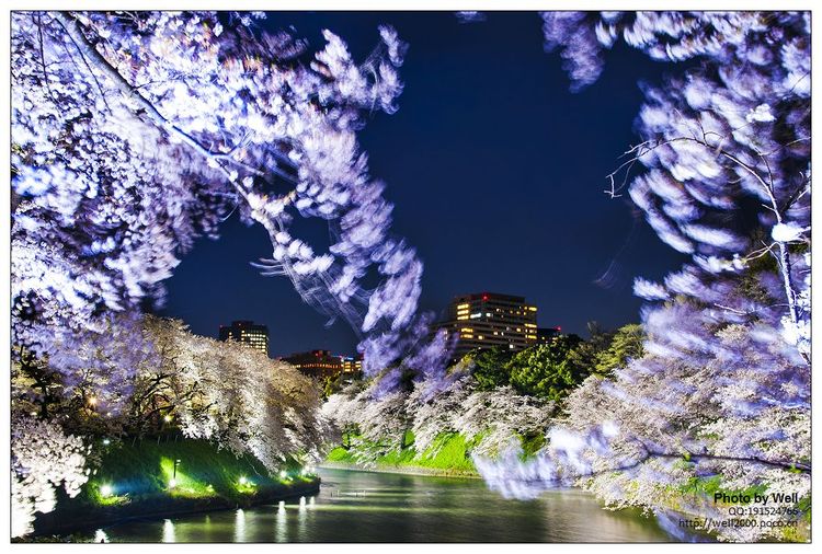 点击大图看下一张:花明夜樱日本
