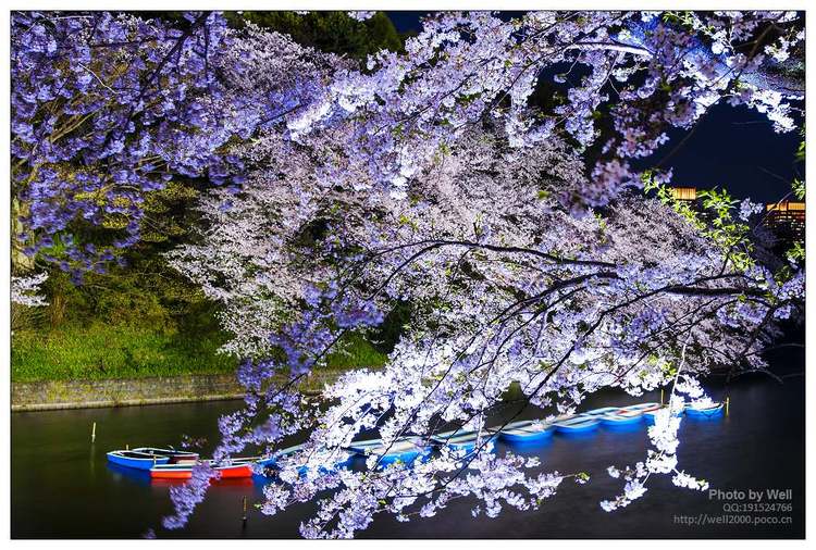 点击大图看下一张：花明夜樱日本