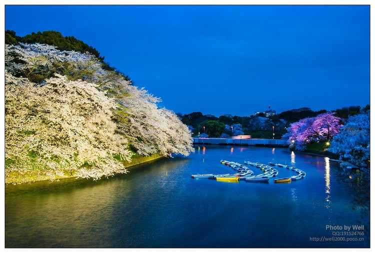 点击大图看下一张：花明夜樱日本
