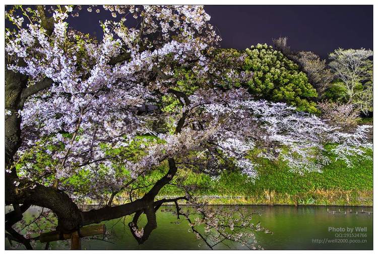 点击大图看下一张：花明夜樱日本