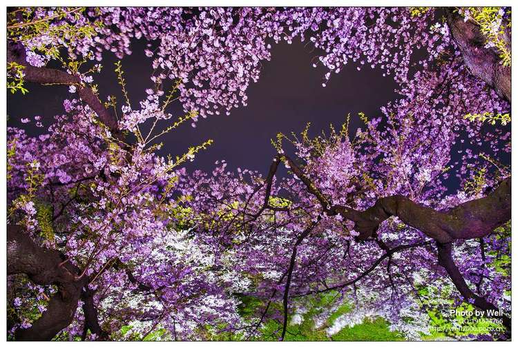 点击大图看下一张：花明夜樱日本