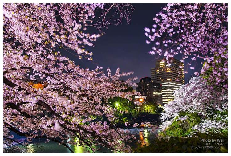 点击大图看下一张：花明夜樱日本