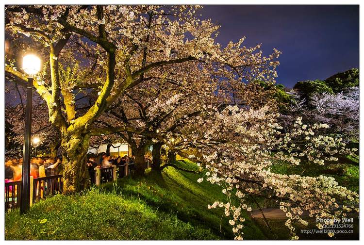 点击大图看下一张：花明夜樱日本