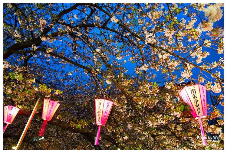 点击大图看下一张：花明夜樱日本