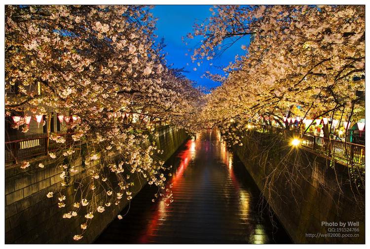点击大图看下一张:花明夜樱日本
