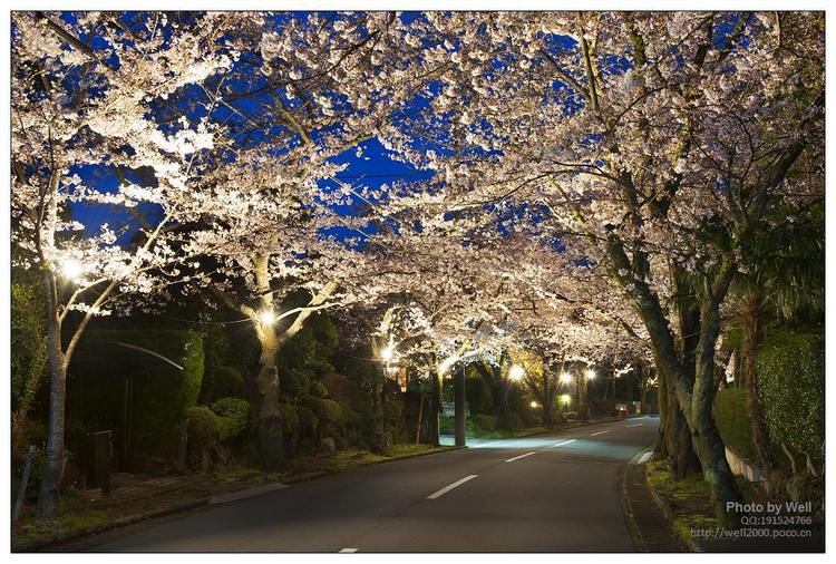 点击大图看下一张：花明夜樱日本