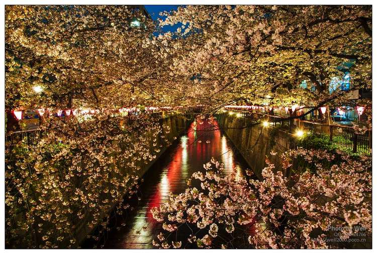 点击大图看下一张：花明夜樱日本