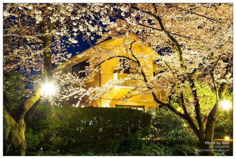 点击大图看下一张：花明夜樱日本