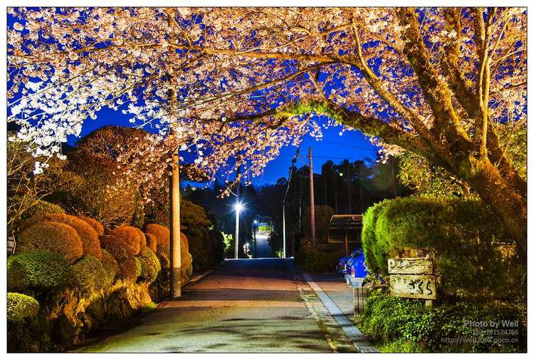 点击大图看下一张：花明夜樱日本