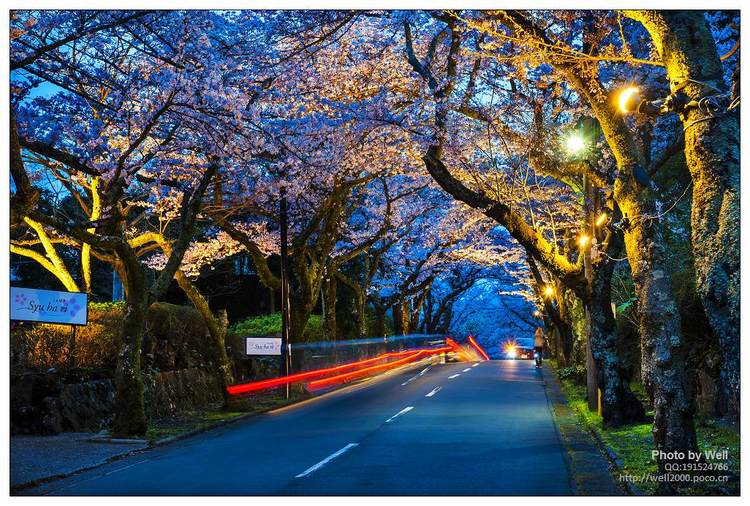 点击大图看下一张：花明夜樱日本