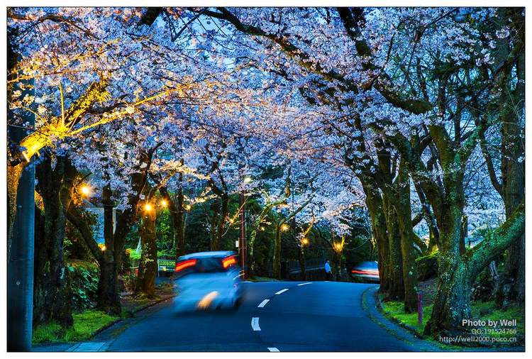 点击大图看下一张：花明夜樱日本