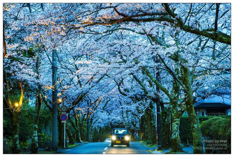 点击大图看下一张：花明夜樱日本