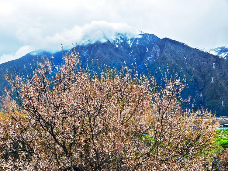 点击大图看下一张：雪域桃花—西藏行