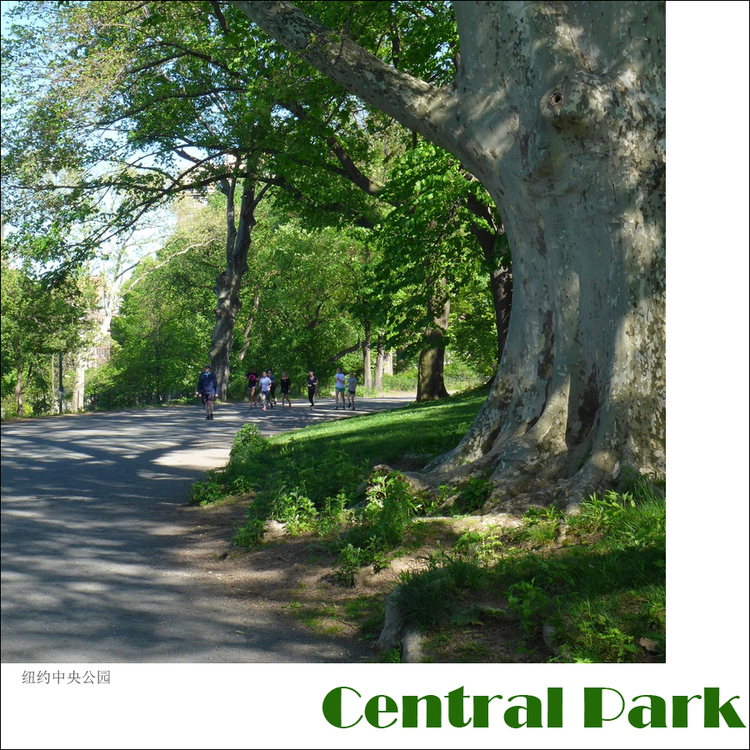 点击大图看下一张：纽约中央公园