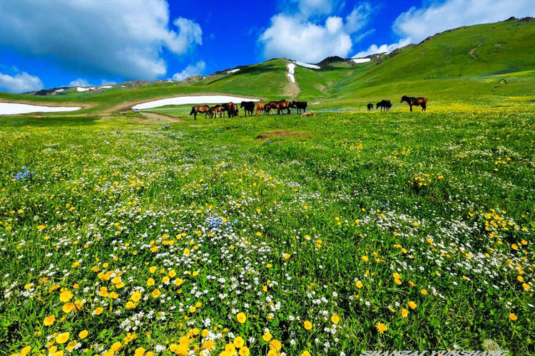 点击大图看下一张：陪你一起看草原