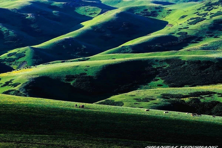点击大图看下一张:陪你一起看草原