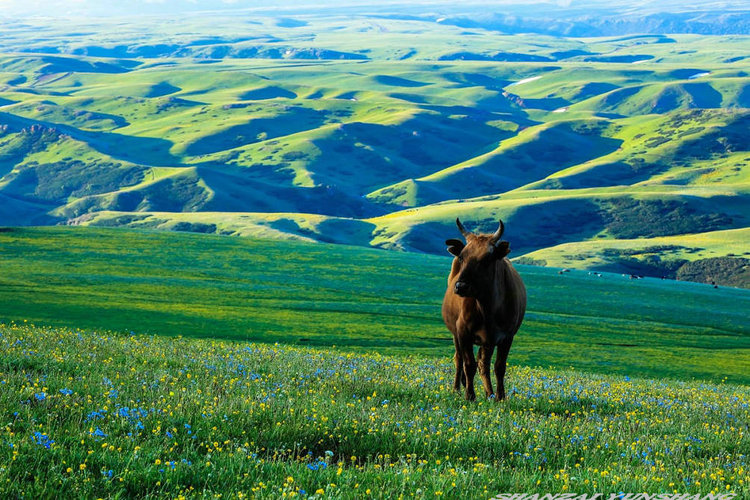 点击大图看下一张:陪你一起看草原