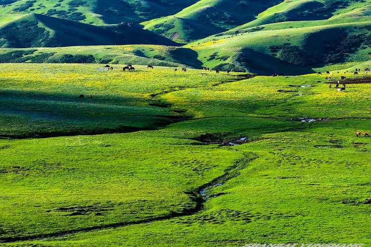 点击大图看下一张:陪你一起看草原