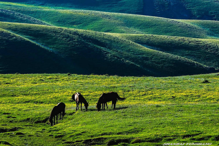 点击大图看下一张：陪你一起看草原