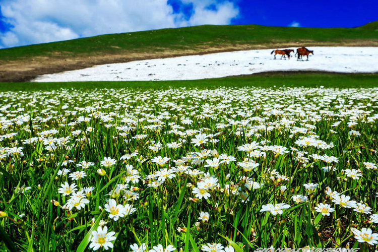 点击大图看下一张:陪你一起看草原
