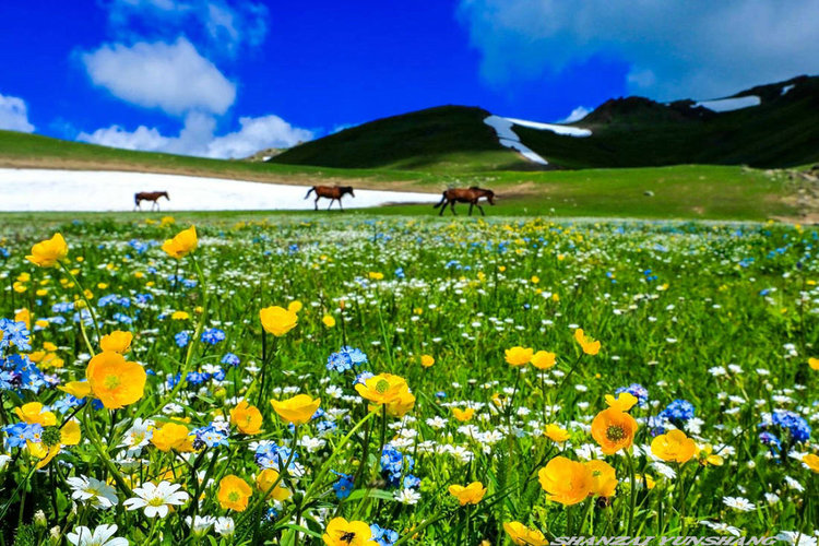 点击大图看下一张：陪你一起看草原